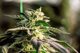 Exploring Quebec Cannabis Seeds A Guide to Cultivation and Care Exploring Quebec Cannabis Seeds A Guide to Cultivation and Care